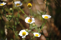 Cladanthus mixtus