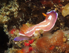 Verconia alboannulata