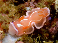 Verconia alboannulata