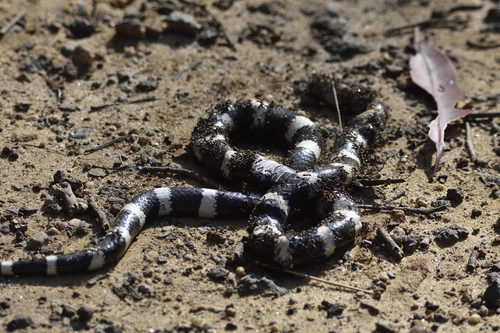 Eastern Bandy Bandy sighting