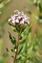Grevillea sphacelata