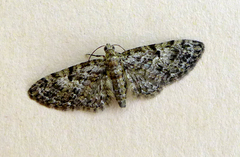 Eupithecia dodoneata