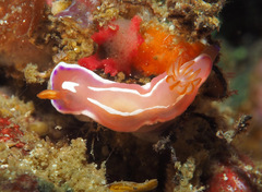 Verconia alboannulata