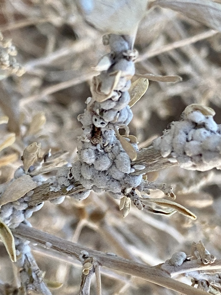 sand eriococcin