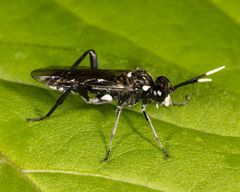 Macrophya trisyllaba