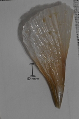 Pinna carnea