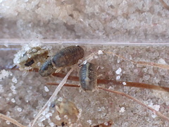 Sphaeroma quadridentatum