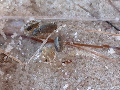 Sphaeroma quadridentatum