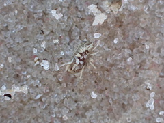 Sphaeroma quadridentatum
