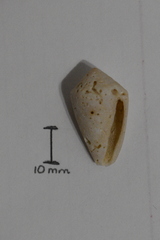 Conasprella bermudensis