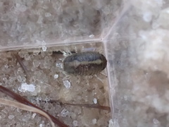 Sphaeroma quadridentatum
