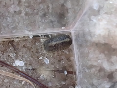 Sphaeroma quadridentatum