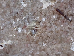 Sphaeroma quadridentatum