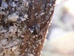 Sphaeroma quadridentatum