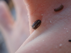 Sphaeroma quadridentatum