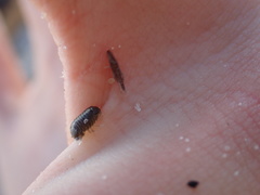 Sphaeroma quadridentatum