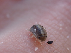 Sphaeroma quadridentatum