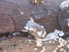 Sphaeroma quadridentatum