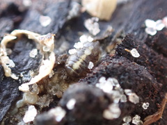 Sphaeroma quadridentatum