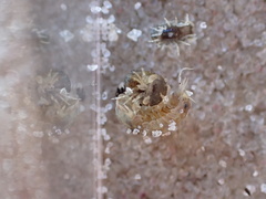 Sphaeroma quadridentatum