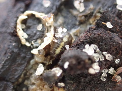 Sphaeroma quadridentatum