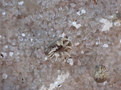 Sphaeroma quadridentatum