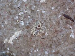 Sphaeroma quadridentatum