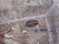 Sphaeroma quadridentatum