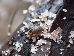 Sphaeroma quadridentatum