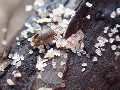 Sphaeroma quadridentatum