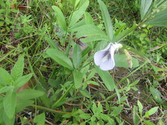 Clitoria laurifolia