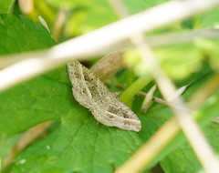 Chrysolarentia subrectaria