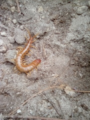 Scolopendra alternans