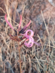 Anisacanthus puberulus