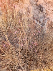 Anisacanthus puberulus