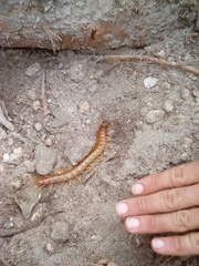 Scolopendra alternans