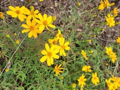 Tagetes lemmonii