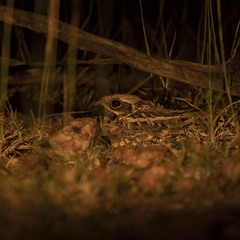 Caprimulgus asiaticus