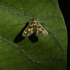 Eurrhyparodes tricoloralis