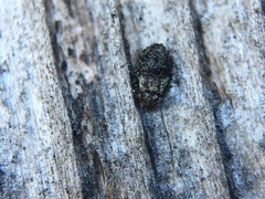 Psocodea
