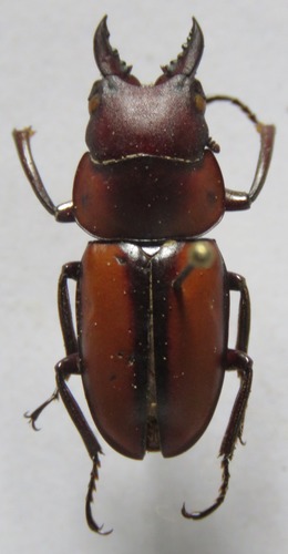 Prosopocoilus girardi