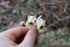 Monotropa brittonii