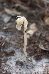 Monotropa brittonii