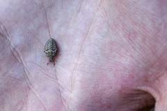 Myrmeleon formicarius