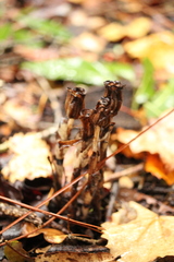 Monotropa