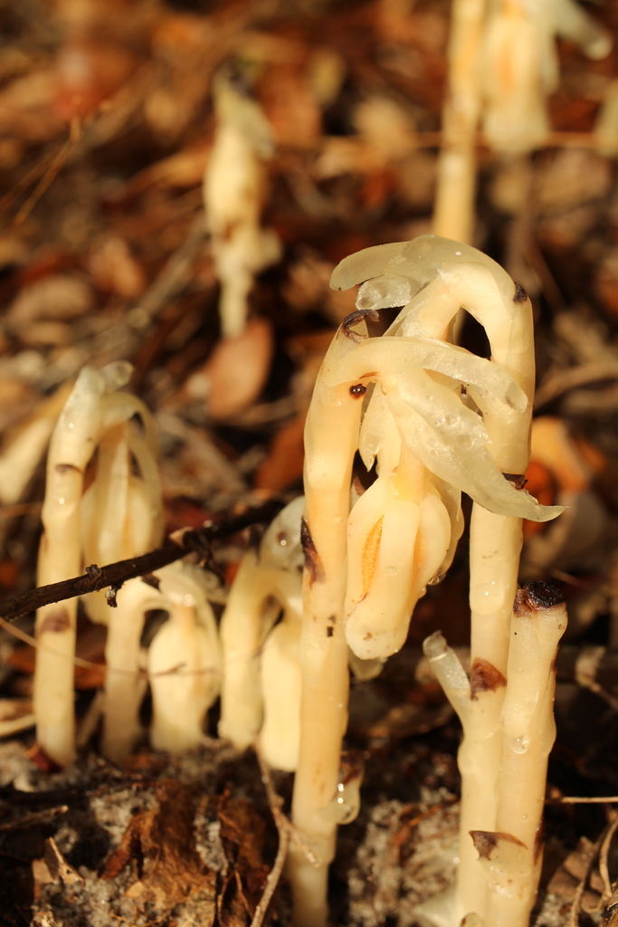 Southern Ghost Pipe