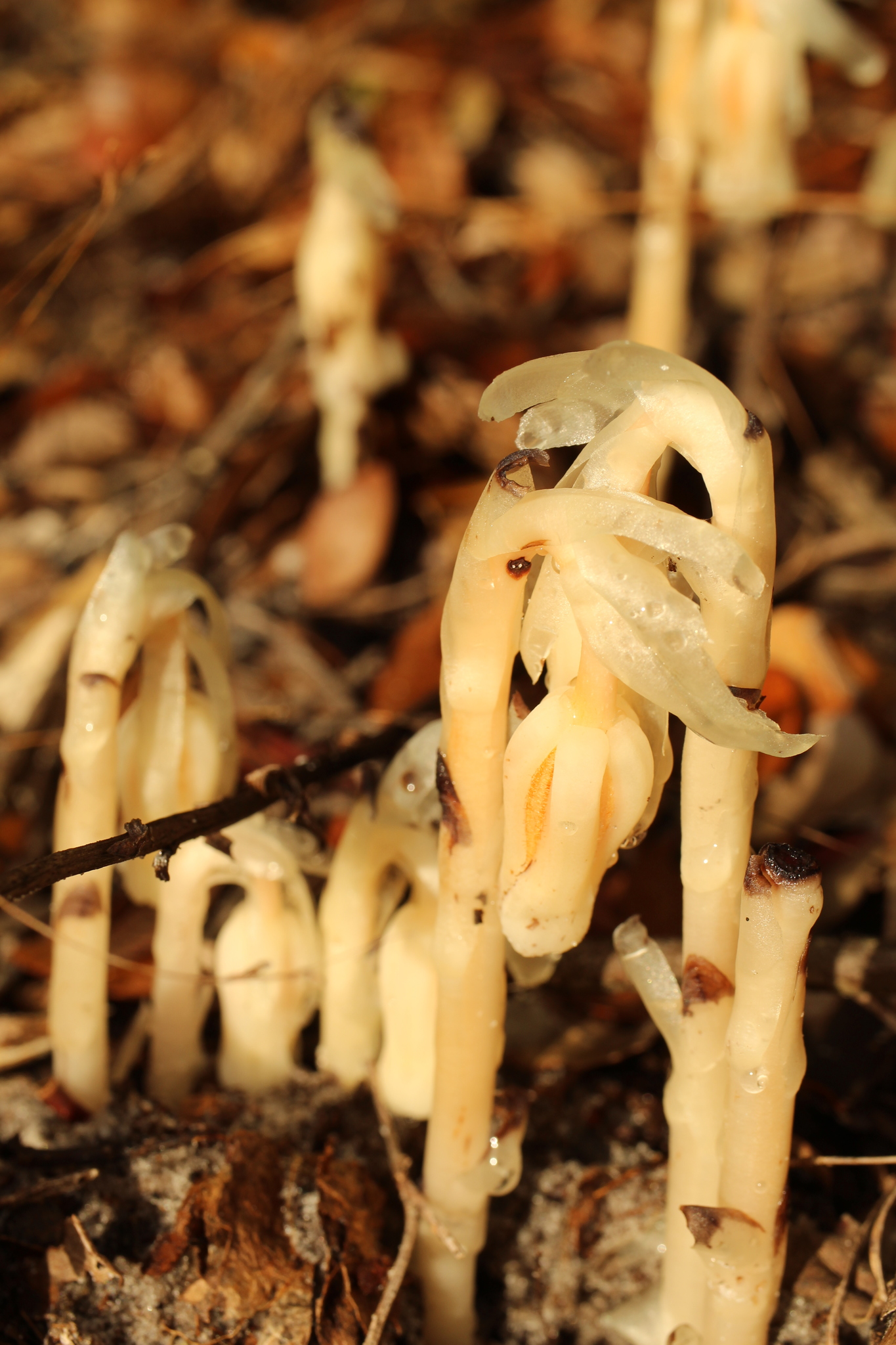 Monotropa brittonii