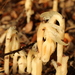 Southern Ghost Pipe - Photo (c) keesling3, some rights reserved (CC BY-NC), uploaded by keesling3