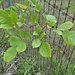 Texas Ash - Photo (c) CameliaTWU, some rights reserved (CC BY-NC-ND)