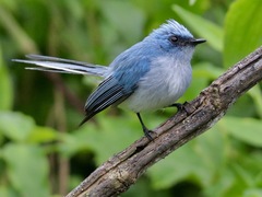 Elminia albicauda